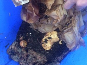Worms at Work composting