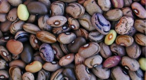 Diversity Beans Seeds