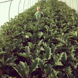 Prairie Heritage Farm Eggplant Greenhouse