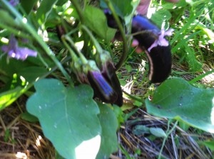 Montana Eggplant With Flowers