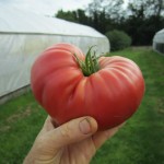 Cate Farm Fresh Tomato