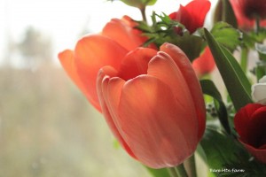 Stunning Tulip flower