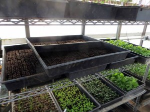 Trays of flower seedlings