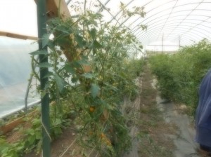 Nutrient Dense Tomatoes