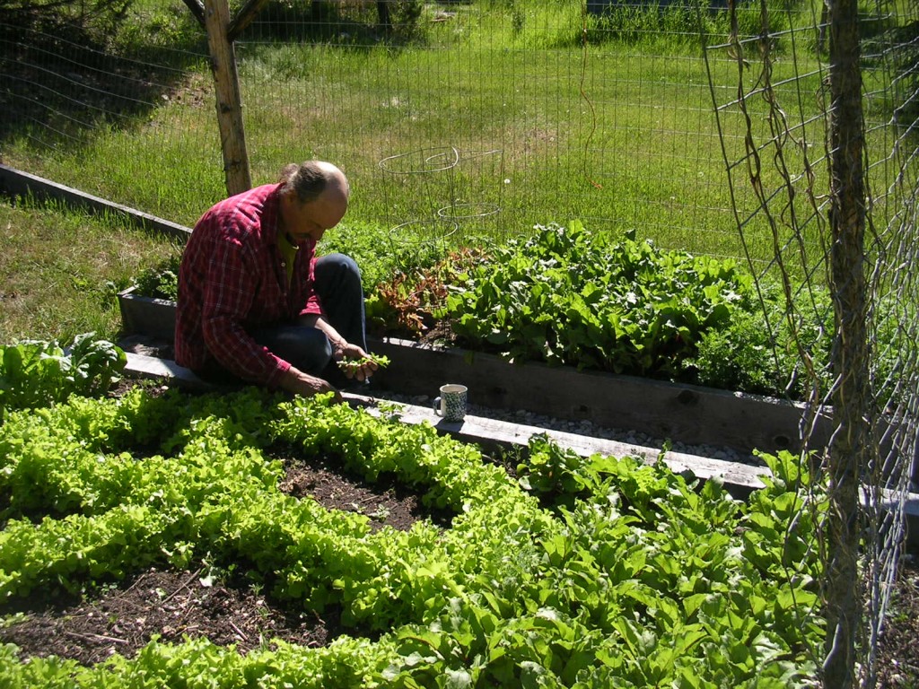 MGG Mike harvesting lettuce
