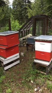 bee hives MGG