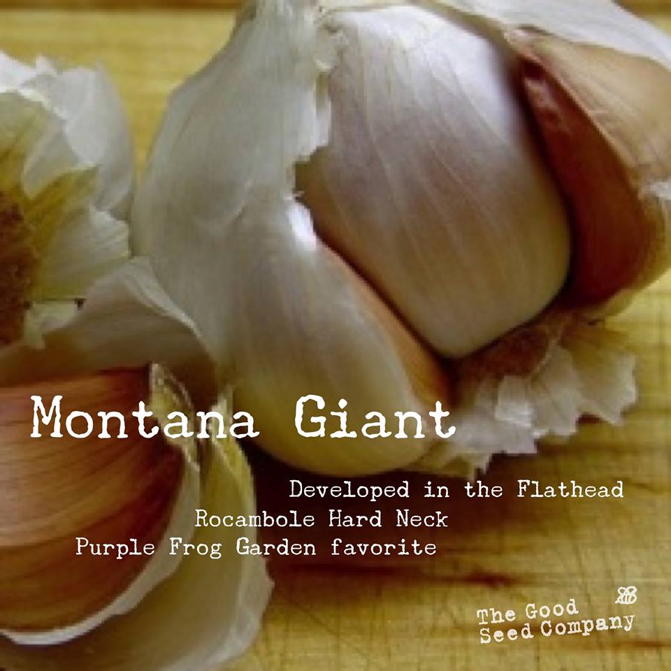 Good Seed Co Montana Giant Garlic