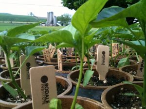 Rodale Institute Pepper Plants
