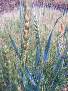 green manure wheat crop